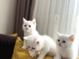Scottish Fold Ve Scottish Straight Yavrular