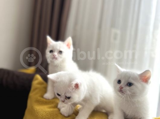 Scottish Fold Ve Scottish Straight Yavrular görsel