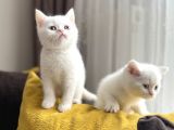 Scottish Fold Ve Scottish Straight Yavrular