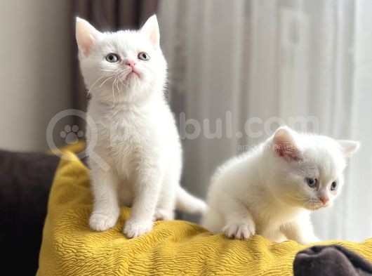 Scottish Fold Ve Scottish Straight Yavrular görsel