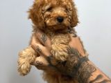 Muhteşem Surat Toy Poodle Yavrularımız
