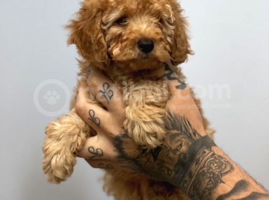 Muhteşem Surat Toy Poodle Yavrularımız görsel