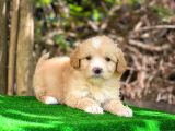 Orji̇nal Malti̇po Yavru