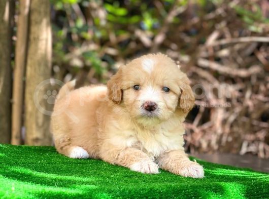 Orji̇nal Malti̇po Yavru görsel