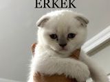 Blue Poınt Şekerler