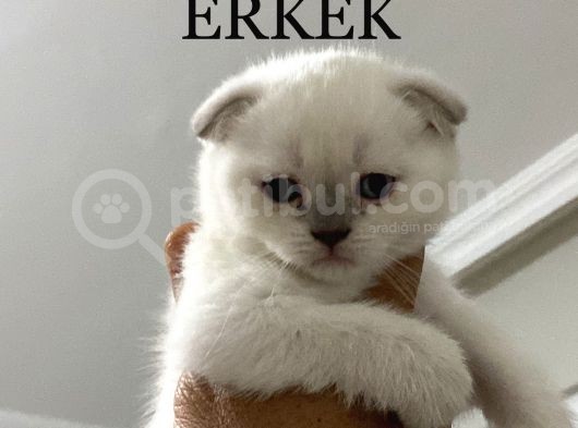 Blue Poınt Şekerler