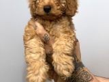 Muhteşem Surat Toy Poodle Yavrularımız