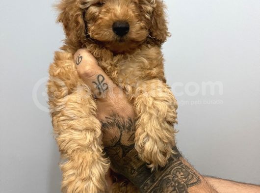 Muhteşem Surat Toy Poodle Yavrularımız görsel