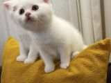 Scottish Fold ve Scottish Straight Yavrular