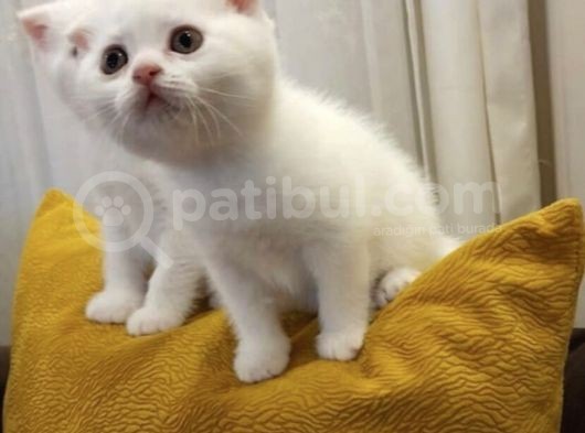 Scottish Fold Ve Scottish Straight Yavrular