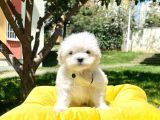 Tüy Dökmeyen Maltese Mini Yavrular