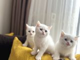Scottish Fold Ve Scottish Straight Yavrular