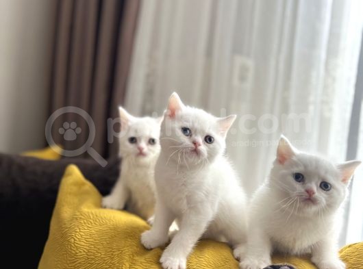 Scottish Fold Ve Scottish Straight Yavrular görsel