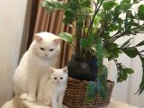 Scottish Fold Ve Scottish Straight Yavrular