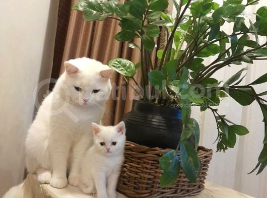 Scottish Fold Ve Scottish Straight Yavrular görsel