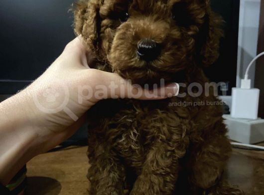 Red Brown Toy Poodle Yavrular görsel
