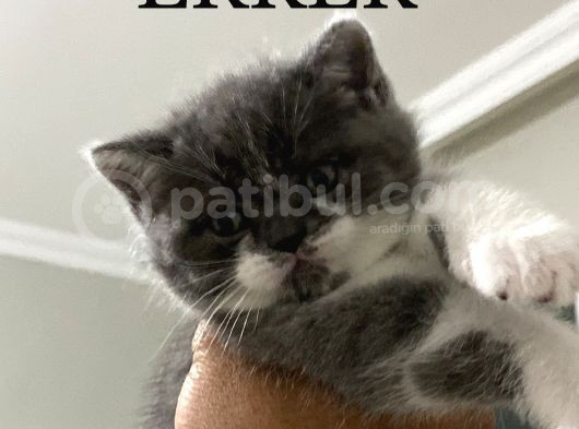 Blue Poınt Şekerler görsel