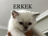 Blue Poınt Şekerler