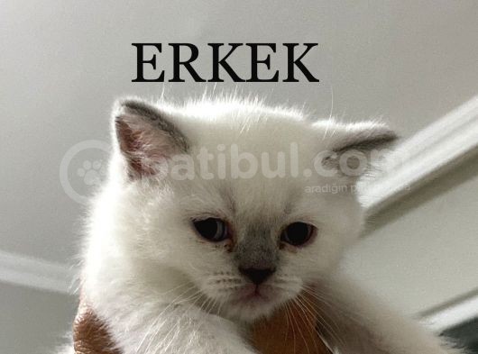 Blue Poınt Şekerler görsel