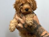 Muhteşem Surat Toy Poodle Yavrularımız