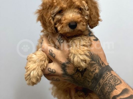 Muhteşem Surat Toy Poodle Yavrularımız görsel