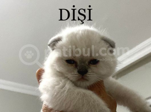 Blue Poınt Şekerler görsel