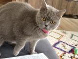 Safkan Brtishshorthair Kızımıza Yeni Yuva Arıyoruz