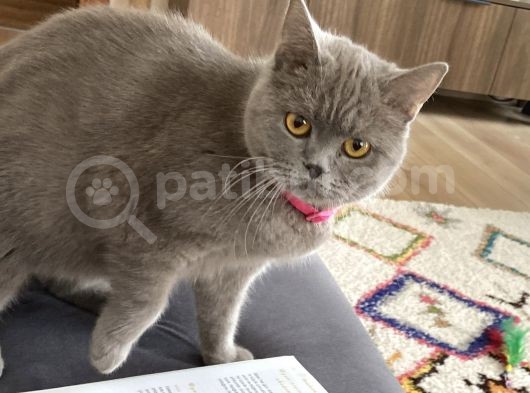 Safkan Brtishshorthair Kızımıza Yeni Yuva Arıyoruz görsel