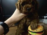 Red Brown Toy Poodle Yavrular