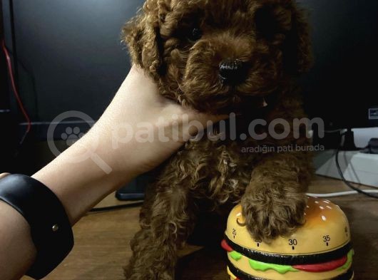 Red Brown Toy Poodle Yavrular