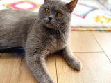 Safkan Brtishshorthair Kızımıza Yeni Yuva Arıyoruz