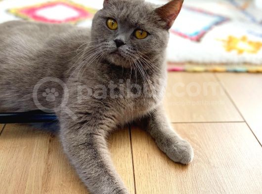 Safkan Brtishshorthair Kızımıza Yeni Yuva Arıyoruz görsel