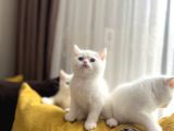 Scottish Fold Ve Scottish Straight Yavrular