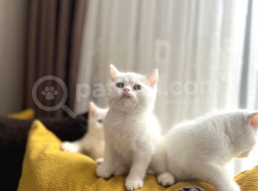 Scottish Fold Ve Scottish Straight Yavrular görsel