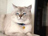 Scottish Fold Ve Scottish Straight Yavrular