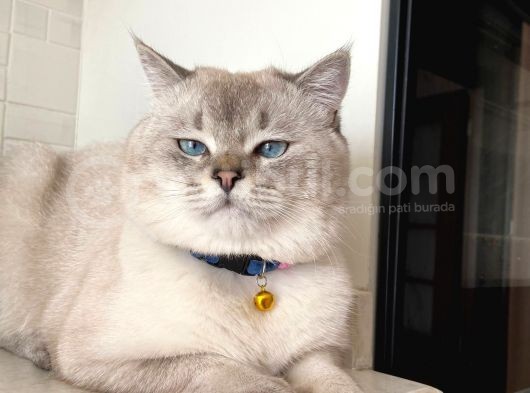 Scottish Fold Ve Scottish Straight Yavrular görsel
