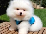 Pomeranian Boo Teddy Bear Yavrular