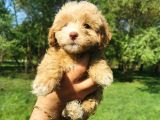 Orjinal Maltipoo Bebeklerim