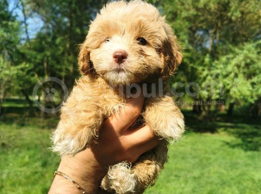 Orjinal Maltipoo Bebeklerim görsel