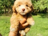 Orjinal Maltipoo Bebeklerim