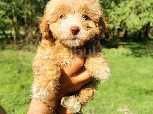 Orjinal Maltipoo Bebeklerim görsel