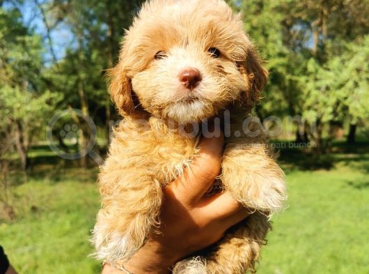 Orjinal Maltipoo Bebeklerim