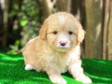 Orji̇nal Malti̇po Yavru