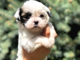 Teacup Morkie Yavrularımız