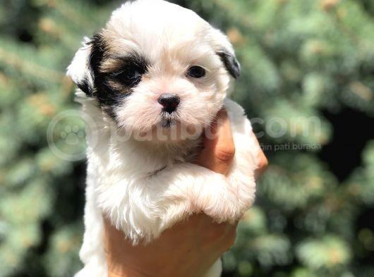 Teacup Morkie Yavrularımız
