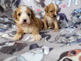 Cavapoo Yavrular (Bursa Köpek Okulu)