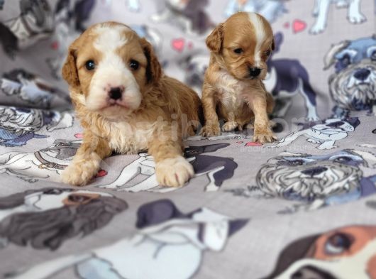 Cavapoo Yavrular (Bursa Köpek Okulu) görsel