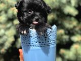 Özel Ve Nadir Renkteki Maltipoo Yavrumuz