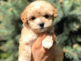 Xs Maltipoo Yavrularımız