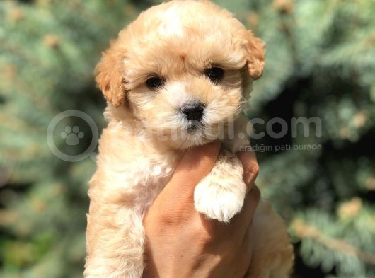 Xs Maltipoo Yavrularımız